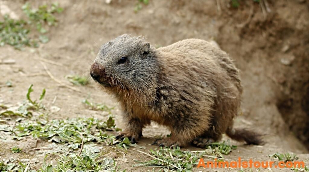 Groundhogs