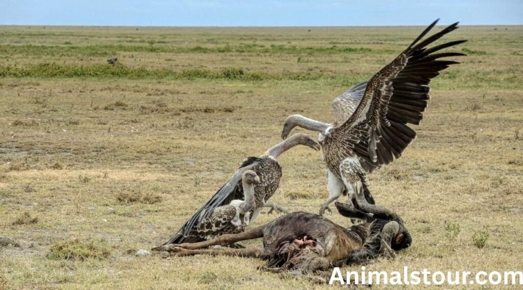 scavenger animals