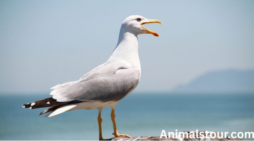 Gulls
