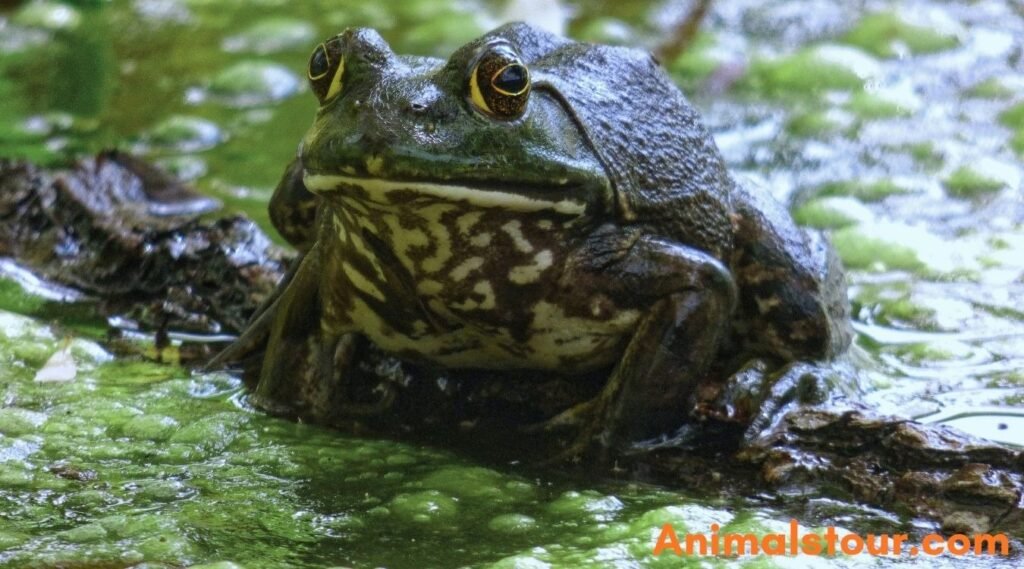 American bullfrog