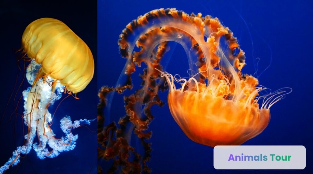 jellyfish-animals with lowest iq