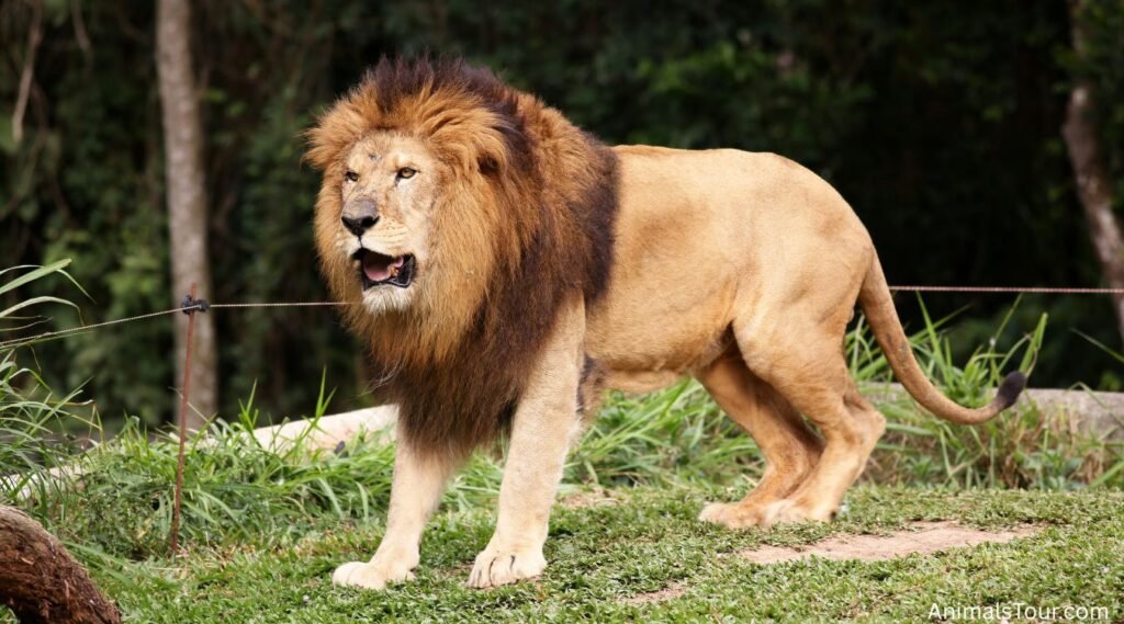Animals With Big Feet