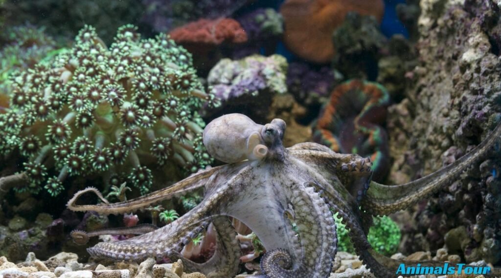 Most Curious Animals