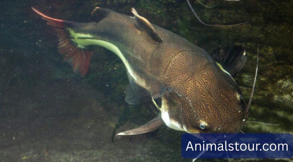 what smells do fish hate?