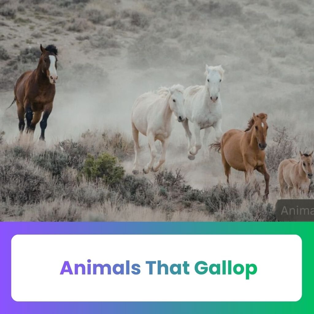 Animals That Gallop