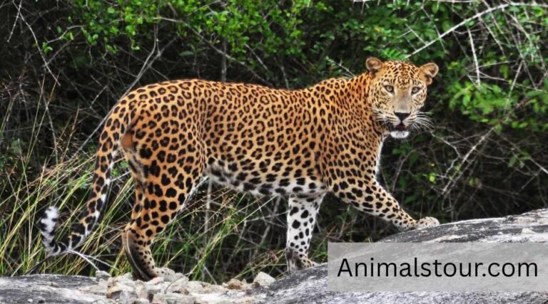 Animals that eat monkeys