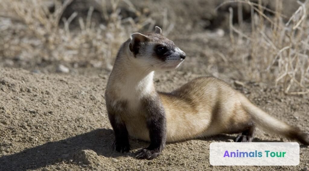 Black-Footed Ferret