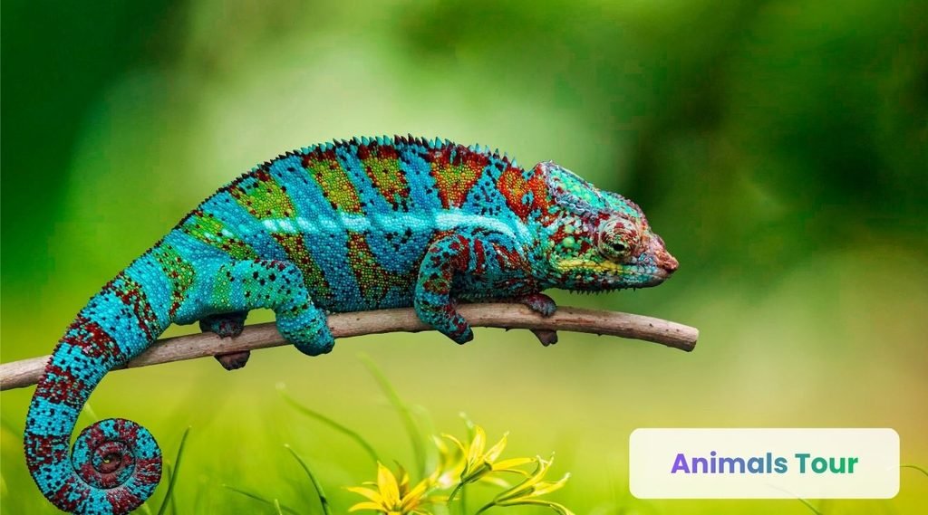  Brookesia micra chameleon-skinny animals