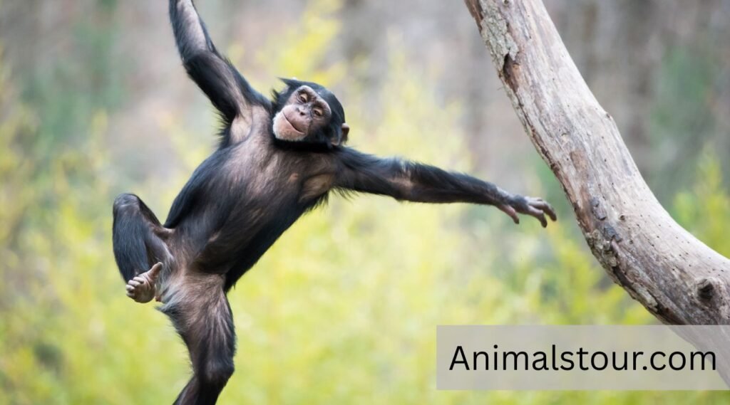 Chimpanzee