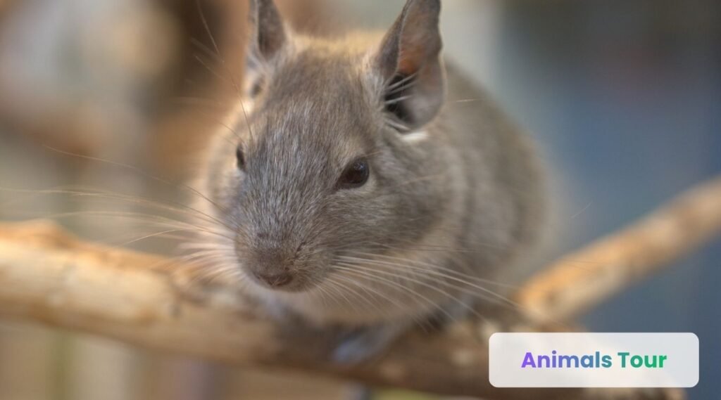 Chinchillas