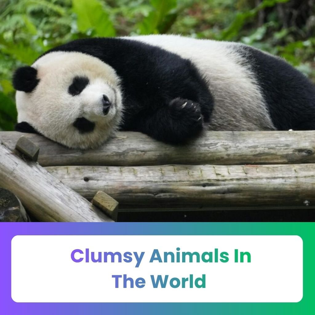 Clumsy Animals in the World