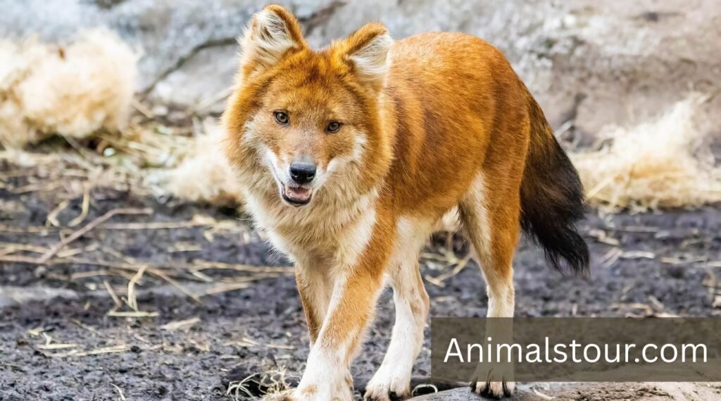 Dhole