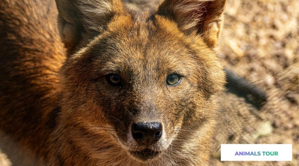 Animals Similar to Foxes
