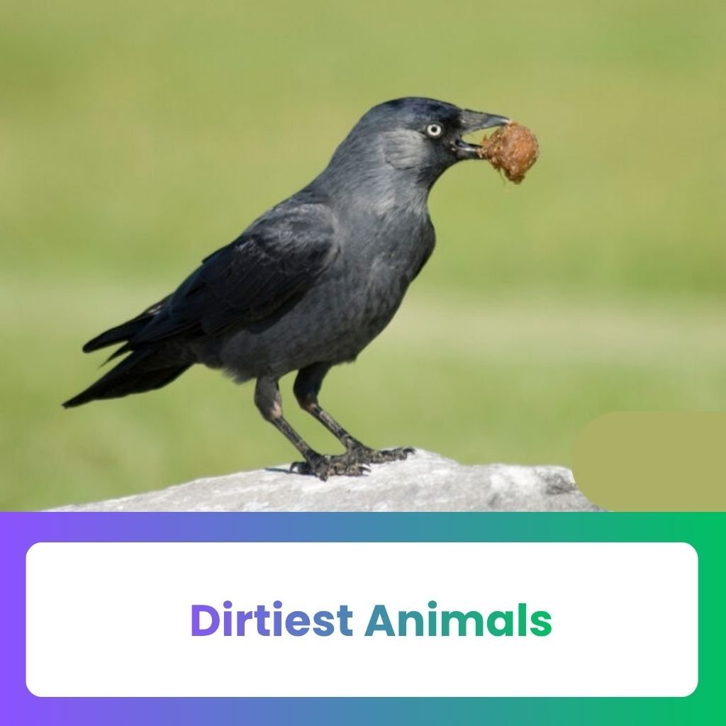 Dirtiest Animals in the world
