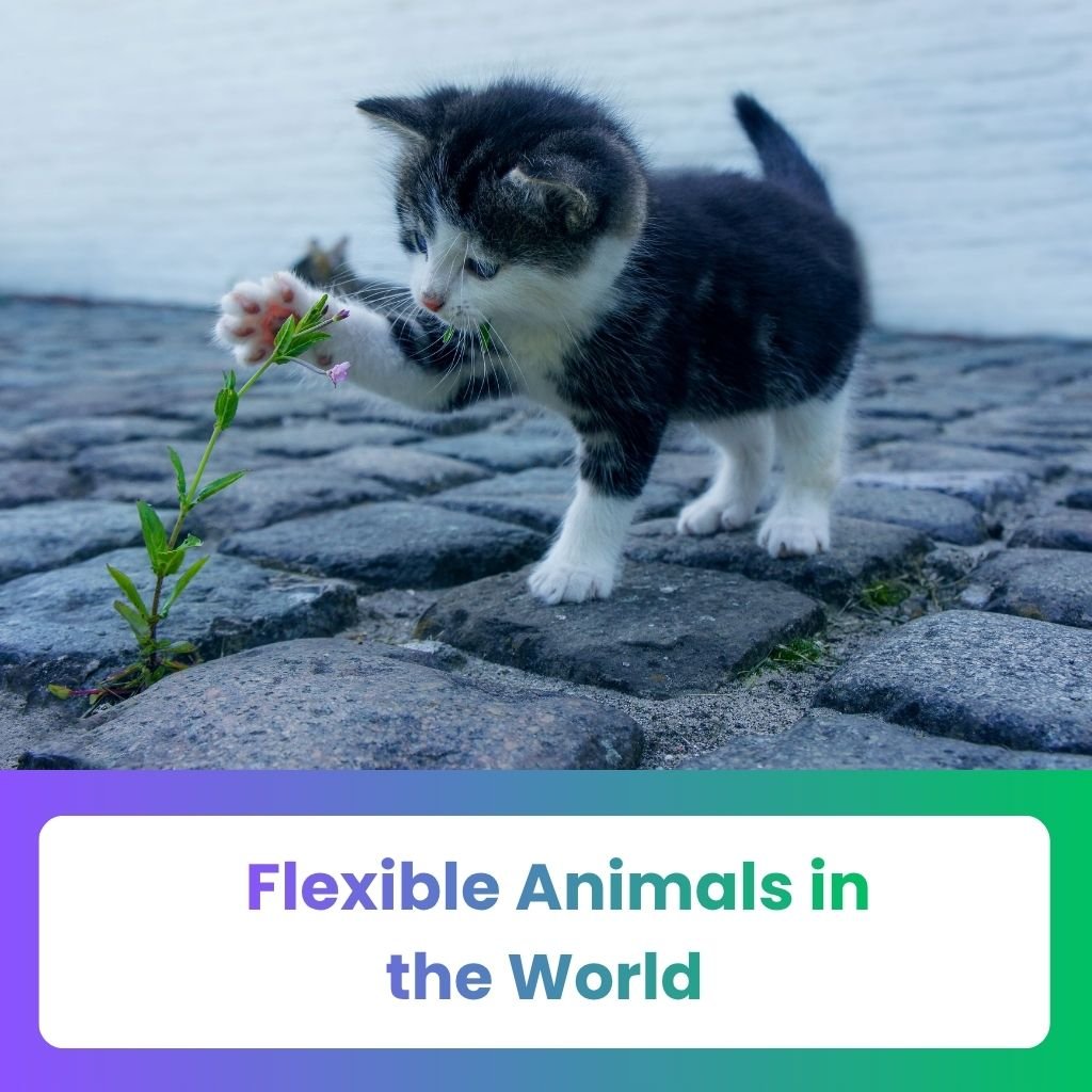 Flexible Animals in the World