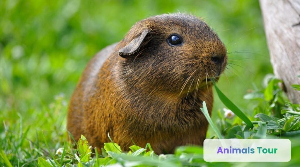 Guinea pig