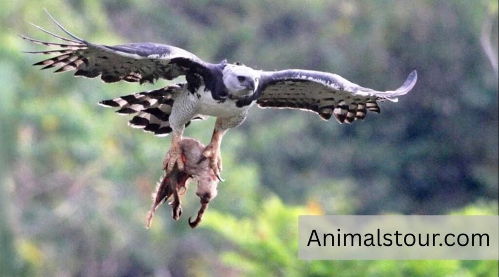 Harpy Eagles