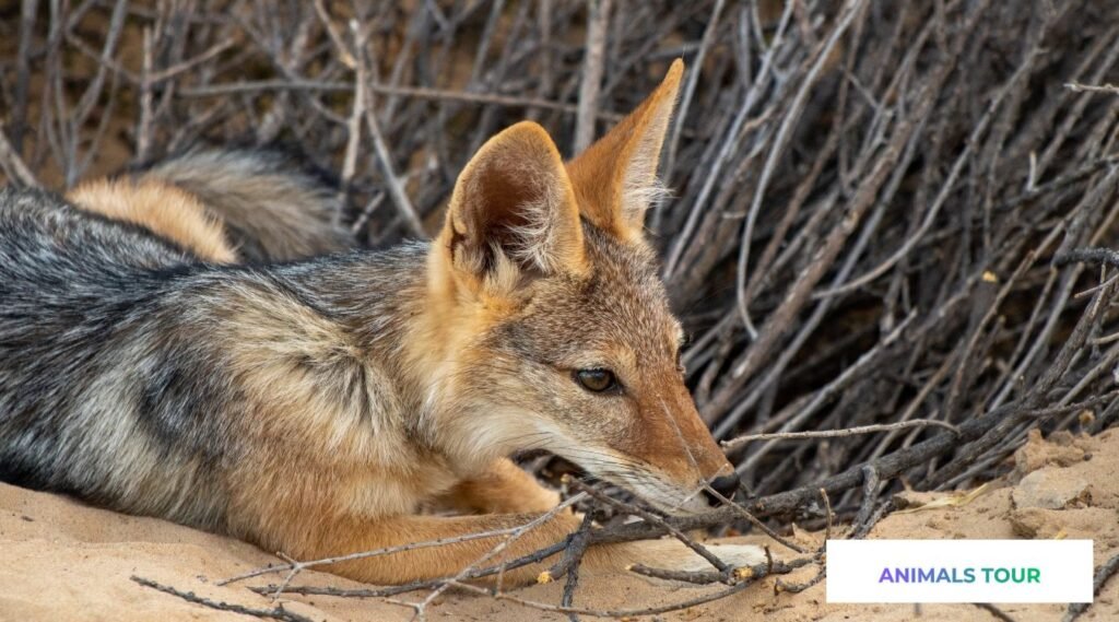 animals like a fox