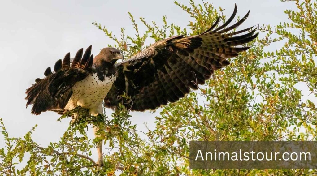 Animals that eat monkeys