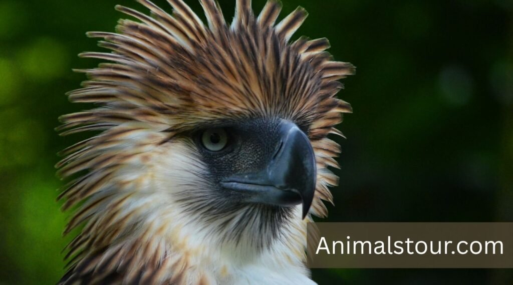 Philippine Eagle