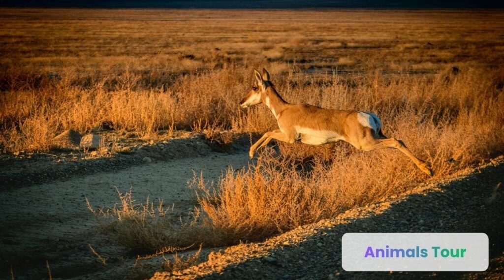 Pronghorn – North America's Speedy Grassland Runner