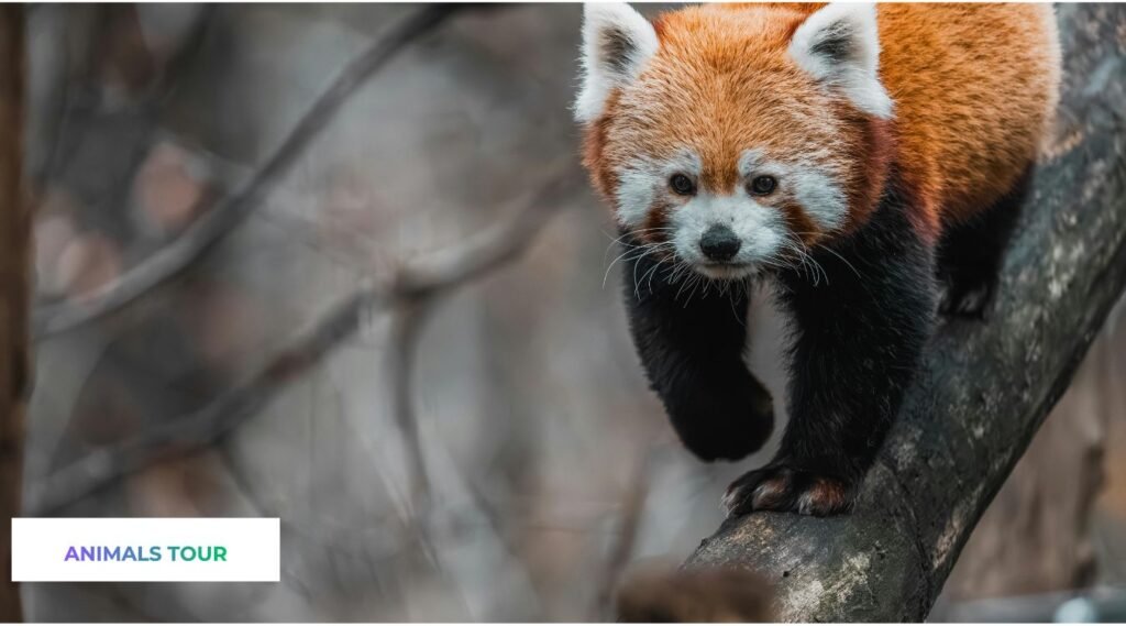 what animal looks like a fox