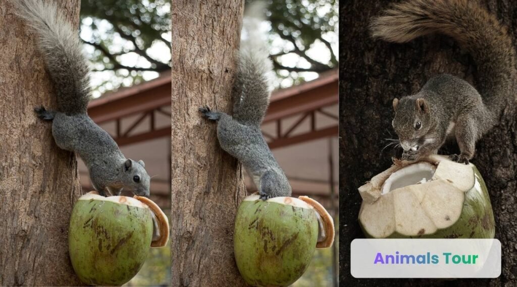 Squirrel -animals that eat coconuts