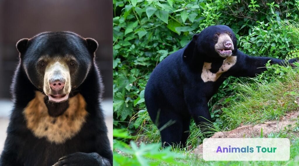 Sun Bear-The Small Bear With a Taste for Palm Fruit
