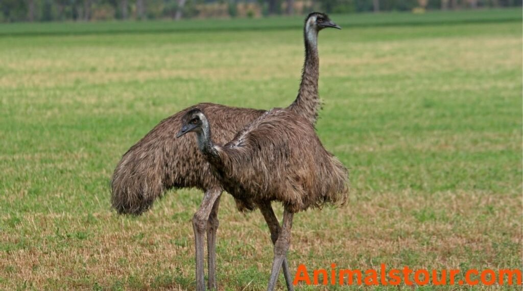 Birds that can't fly