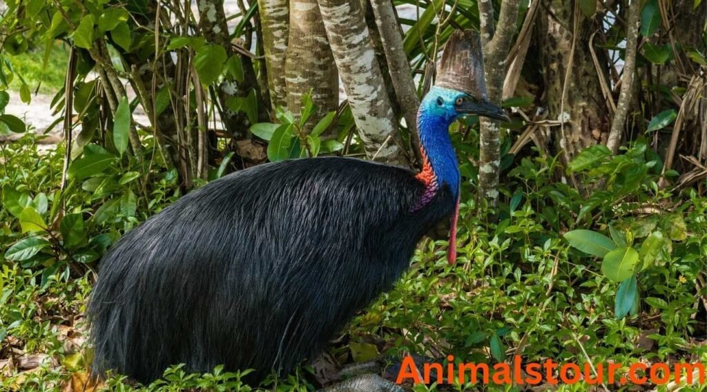 Cassowaries