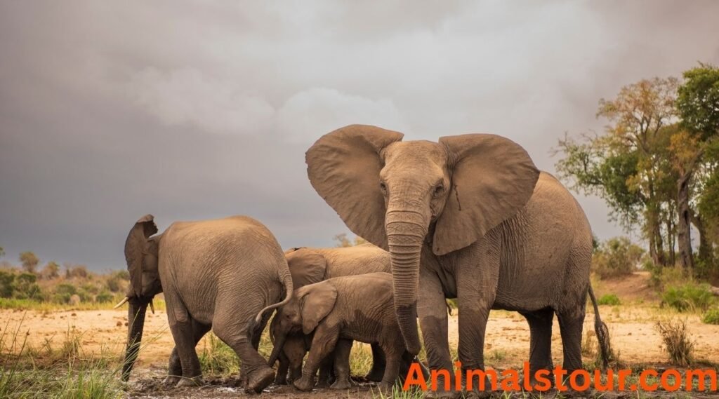 Mammals that cannot jump