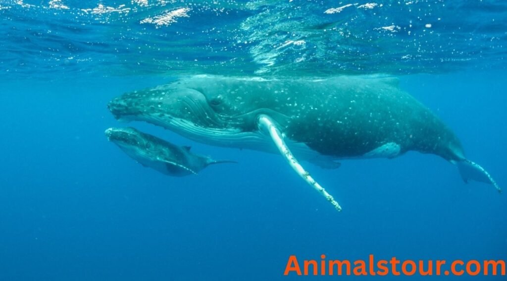 Blue Whale