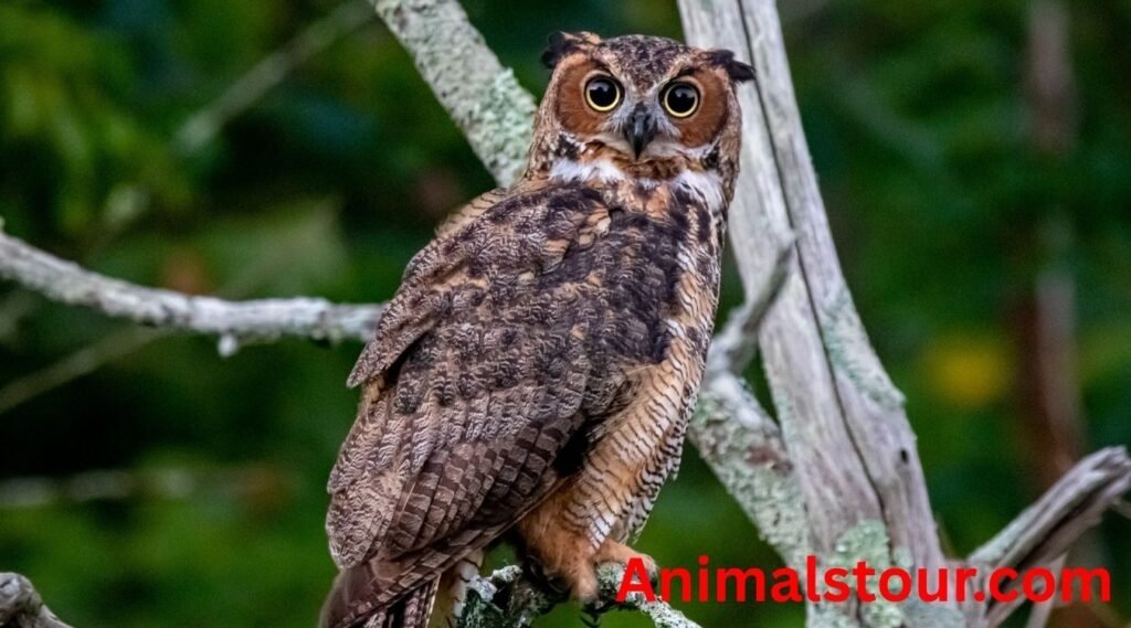 Annoying animals
