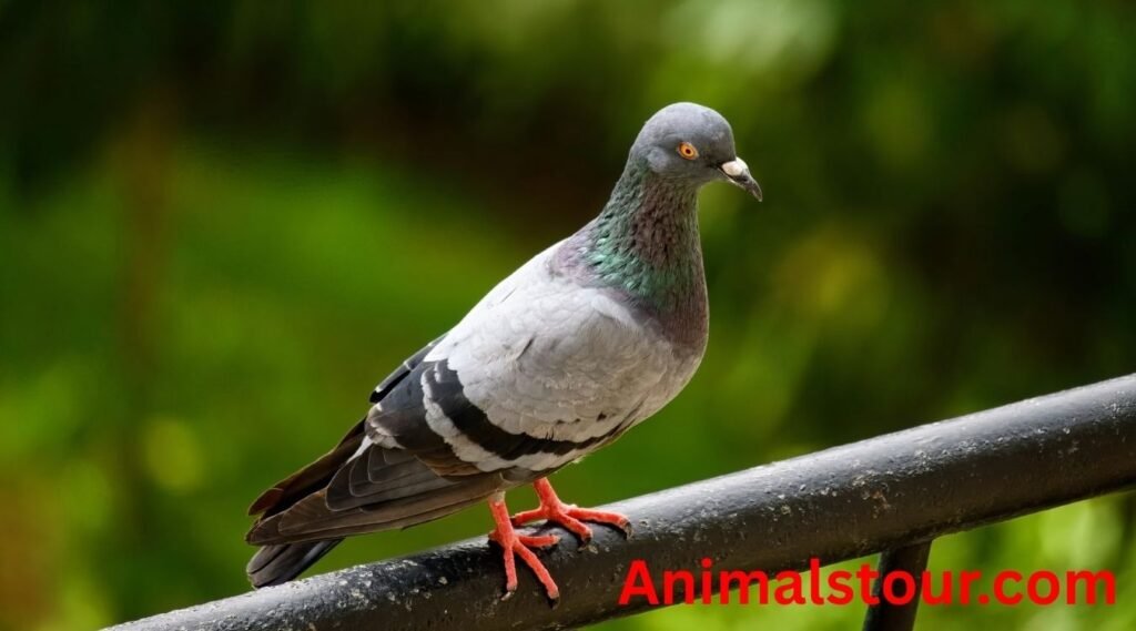 pigeons