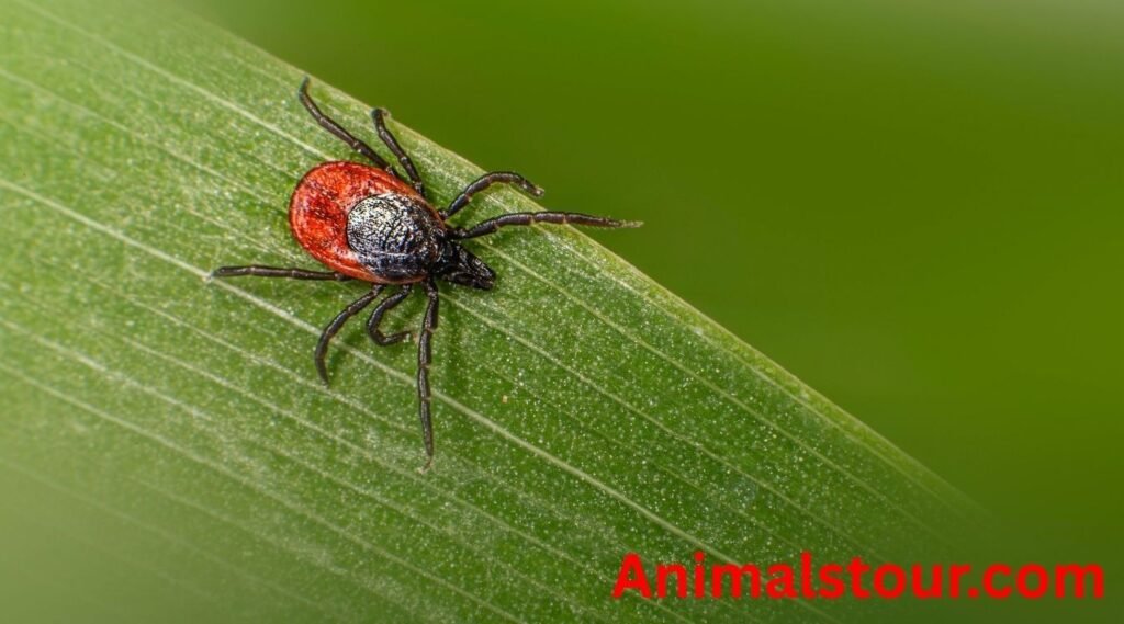Ticks
