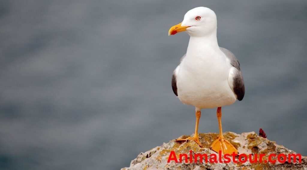 seagulls