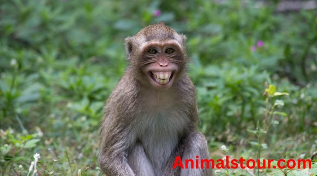Annoying animals
