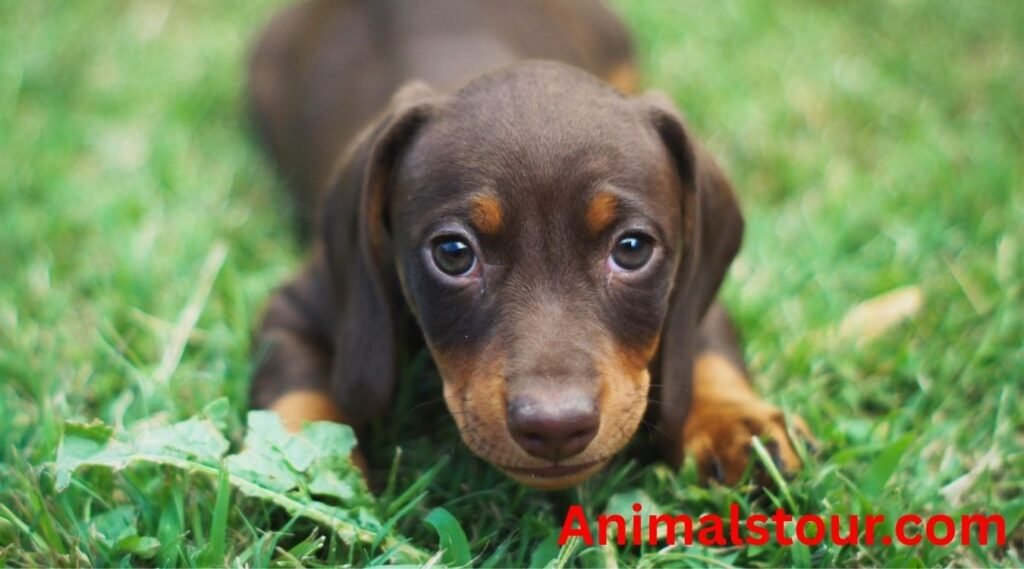 untrained dogs