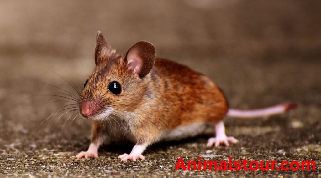 mice