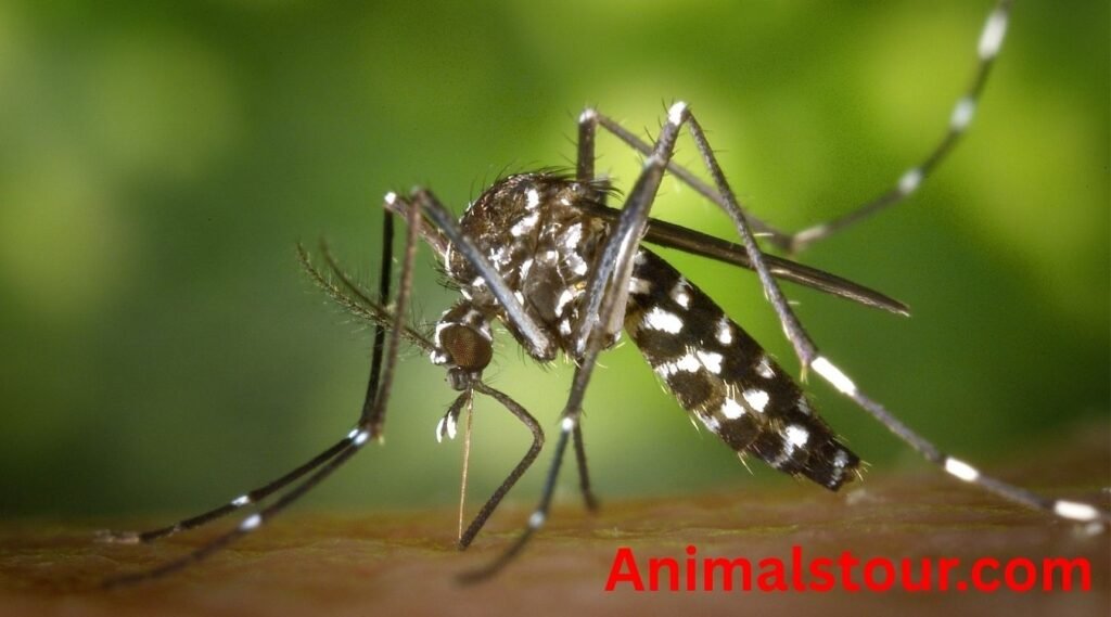 annoying animals