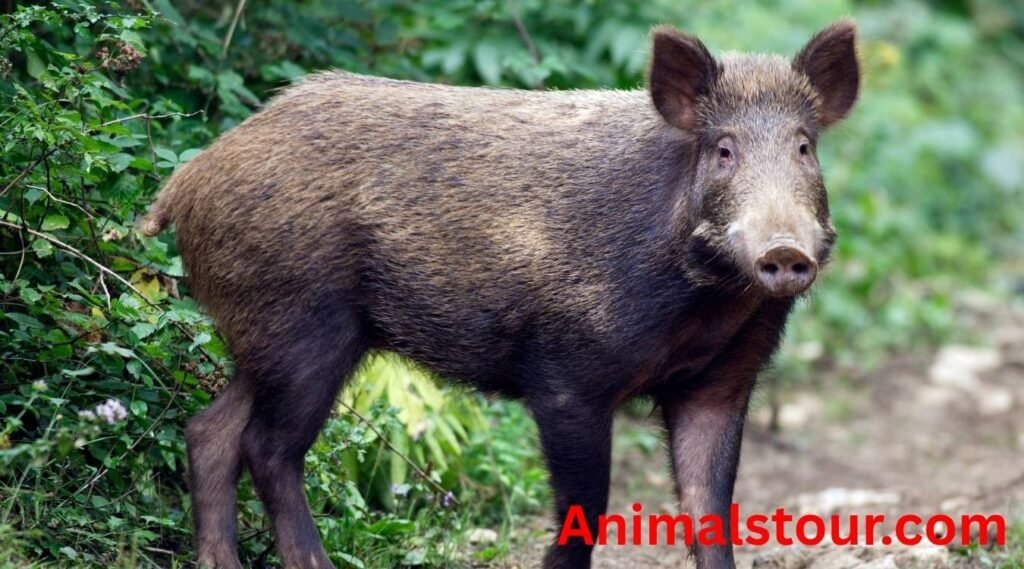 Wild boars