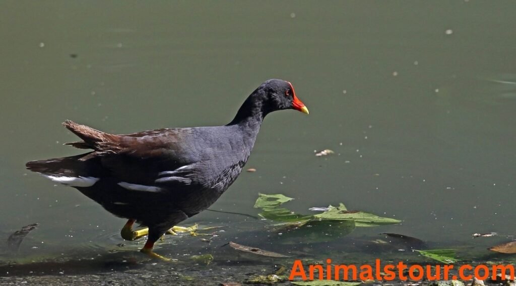 Tasmanian gallinule 