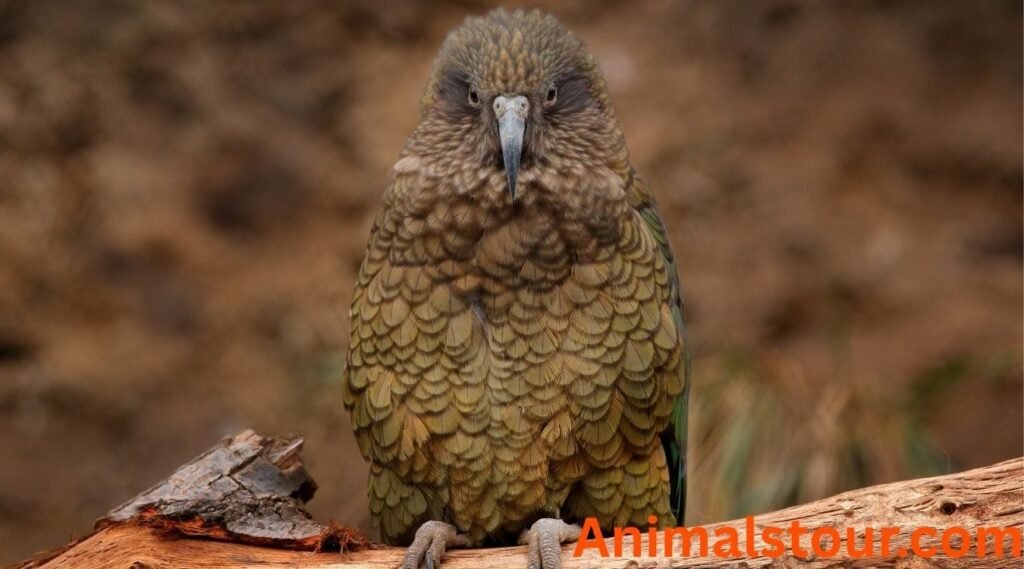 Birds that can't fly