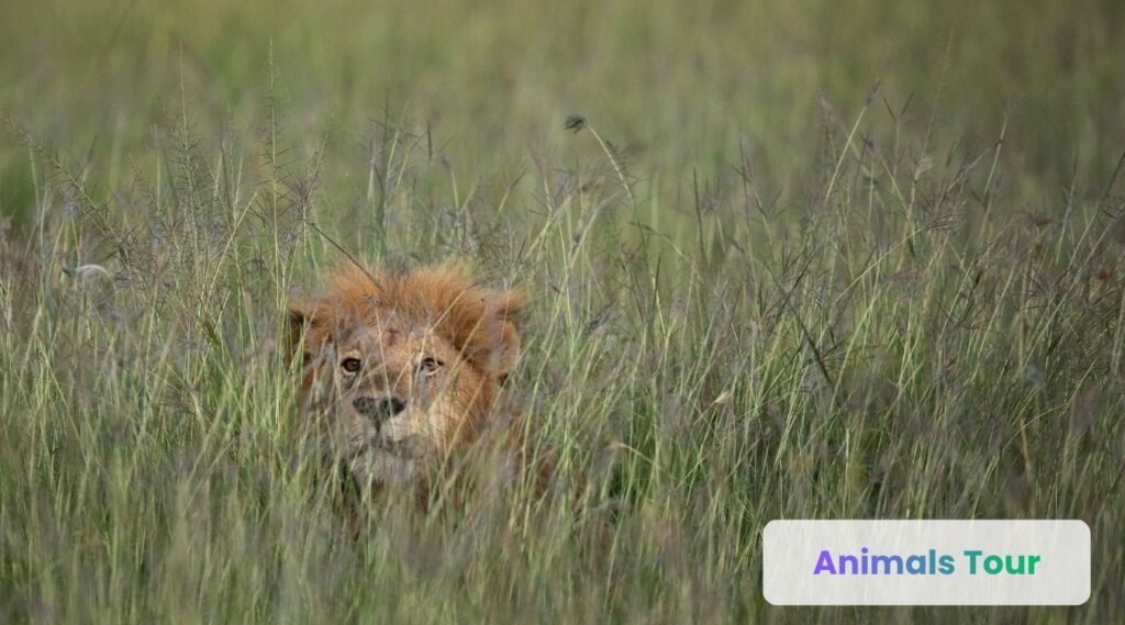 Lion – The King of the Grassland