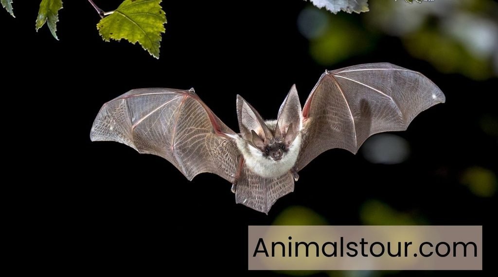 Exotic pets and animals
