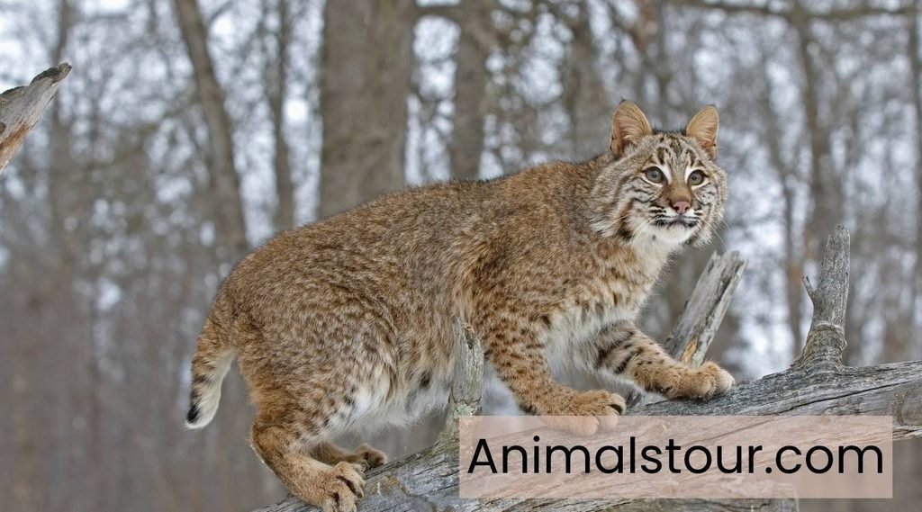 Exotic pets and animals