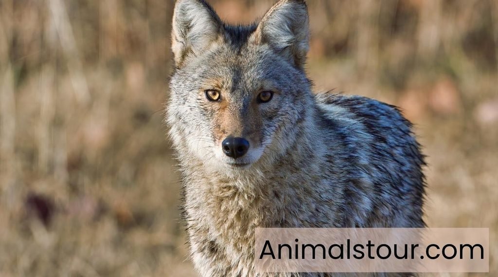 Coyote