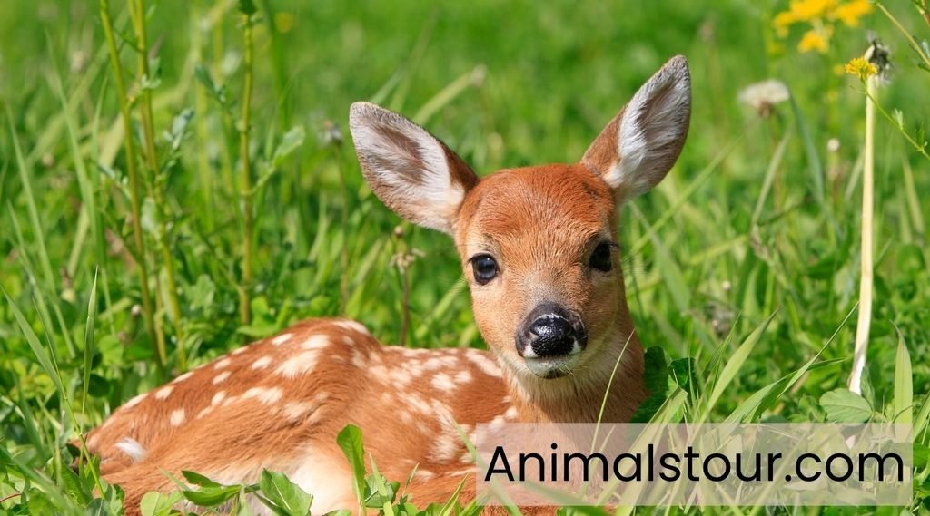 Exotic pets and animals