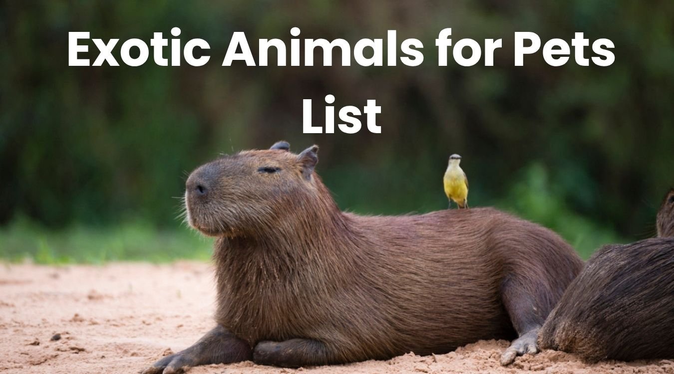 Exotic pets and animals