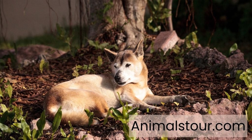 New Guinea Singing Dog